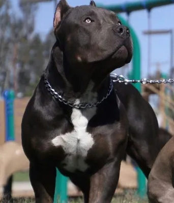 Funny image of a pitbull in a red suit giving a speech on stage on Craiyon