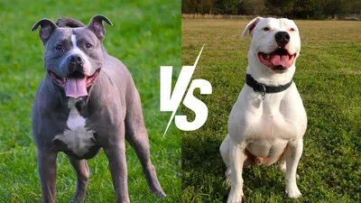 Average Life Expectancy of Pitbull | Blog - Calming Dog