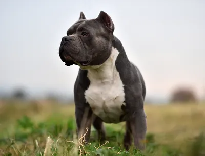 Pitbull Puppies | Facebook