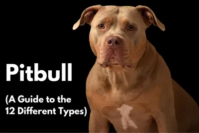 Pitbull Vs Bulldog - What's The Difference?