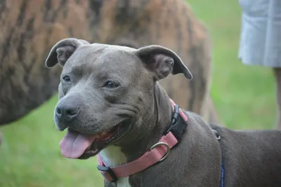 Pitbull Attack: Why demonize the dog, blame lies with the owners!!