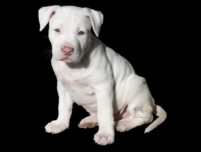 The Colby Pitbull Bloodline: A Guide To The Rarest And Oldest Pitbull Line  - PawSafe