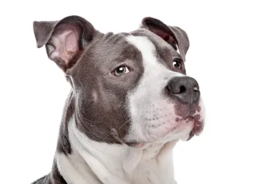 Discover the Rare and Beautiful 12 Pitbull Breeds You Need to Know! - Taglec