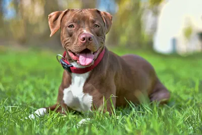 Pitbulls: Everything You Need to Know About the Pitbull Breed