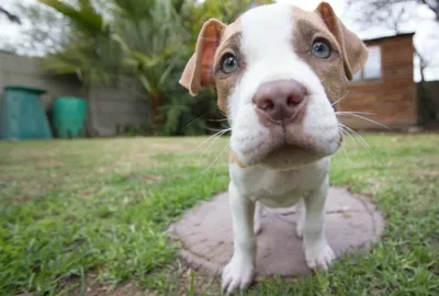 Colby Pitbull - Taglec