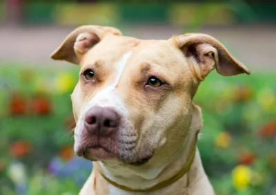 Pit bull - Wikipedia