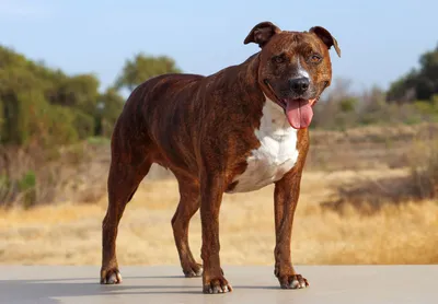 Have You Ever Seen a Pitbull with Long Hair? They Exist!