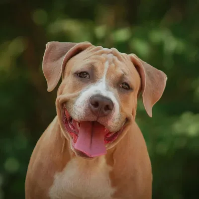 100+] Dog Pitbull Wallpapers | Wallpapers.com