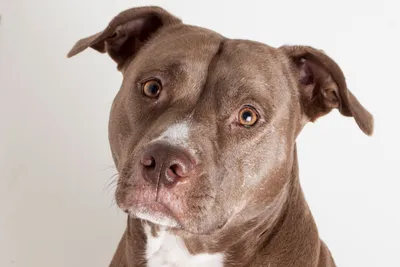 Pit Bull Lifespan: How Long Do Pit Bulls Live? - A-Z Animals