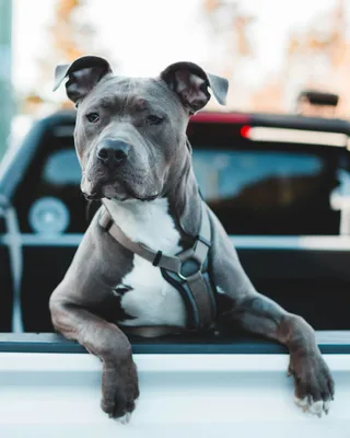 National Pit Bull Awareness Day — History and How To Celebrate