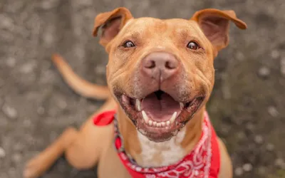 Pit Bull Traits: Qualities of America's Favorite Dog - Kennel to Couch