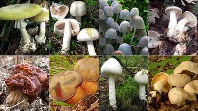 Бледная поганка (Amanita phalloides) – Грибы Сибири [Вложение: 25379]