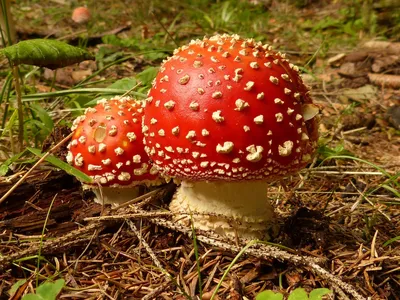 Бледная поганка (Amanita phalloides) фотографии, видео и истории