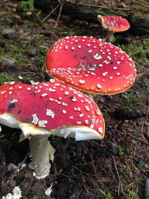 Amanita phalloides, Бледная поганка (мухомор зелёный)