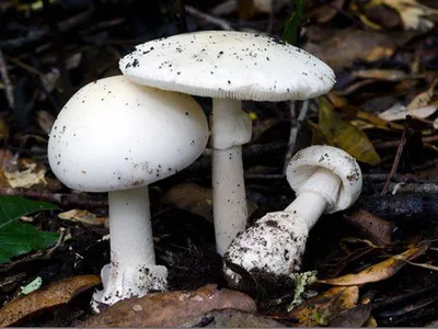 Бледная поганка (Amanita phalloides) – Грибы Сибири [Вложение: 8978]