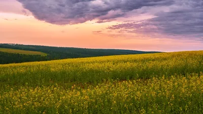 Поле. Русское поле.. Photographer Sergey Nizovtsev