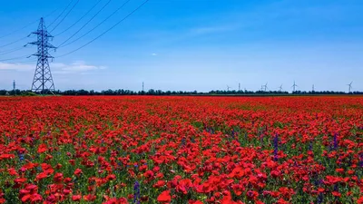 Обои на рабочий стол Пшеничное поле на фоне голубого неба, обои для  рабочего стола, скачать обои, обои бесплатно