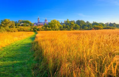 Макове поле біля Овідіополя - красиві фото | РБК Украина