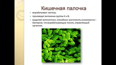 Полезные бактерии защищают организм » Сетевое издание «Соловей.Инфо»