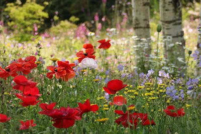 flowers #flowers #glade #forest #aesthetic #picnic #цветы #цветочки #поляна  #полянка #лес #эстетика #пикник #небо #облака #sky #clouds | Эстетика, Цветы,  Пикник