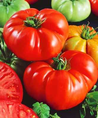Декларация на помидоры, получить декларацию соответствия на помидоры -  ros-test.info