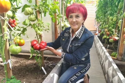 Самый большой в России помидор вырастили в Красноярском крае - Газета.Ru |  Новости