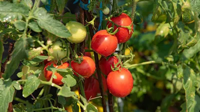 Помидор Розовый Азербайджанский средний . Овощи и зелень. Доставка свежих  овощей и фруктов в Туле