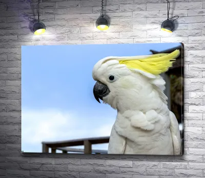 [78+] Попугай какаду картинки обои