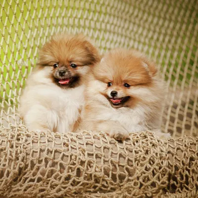 Немецкий карликовый шпиц (Toy German Spitz) (Породы собак) той шпиц,  немецкий шпиц фото, карликовый шпиц цена, карликовые породы, миниатюрный  шпиц, шпиц фото, собака шпиц, порода шпиц, карликовый шпиц купить  Энциклопедия о животных