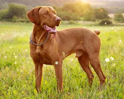 Папильон собака: фото, характер, описание породы