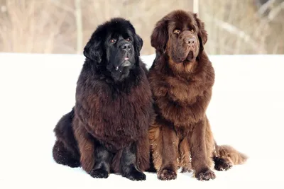 Ньюфаундленд: характеристика собак и щенков породы - ProPlan.ru