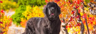 Водолаз -порода собаки черного окраса…» — создано в Шедевруме