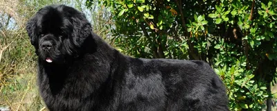 Португальская водяная собака (Portuguese Water Dog) - это умная, очень  смелая и преданная порода собак. Описание, отзывы и фото.