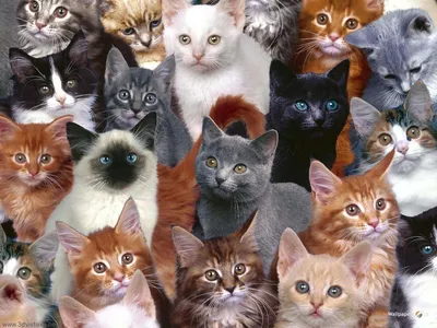 Здесь вам не тут: топ 20 самых дорогих пород кошек, очень дорогих... |  Mixnews