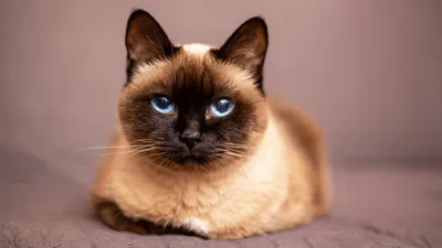 Бомбейская порода кошек - Породы кошек обзор на Gomeovet