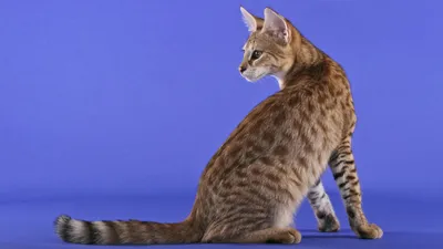 ТОП-10 самых популярных пород кошек с фотографиями - 7Дней.ру