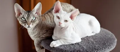 Лучшие породы кошек для детей: PetCare.ua - портал для владельцев домашних  животных