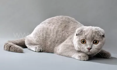 Маленькие кошки: самые мелкие породы в мире с фото и описанием