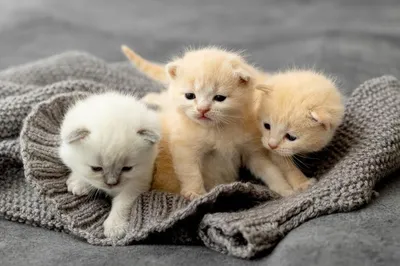 Названы самые популярные породы кошек в России - Российская газета