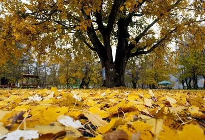 Прогноз погоды в Молдове праздники 30 31 октября и 1 ноября gismeteo