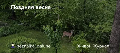 Рисунок Поздняя весна - «Весна-красна!» (№204879-04.11.2023 - 17:57)