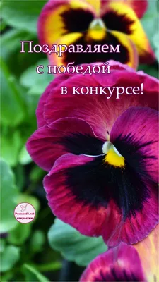 Поздравляем с победой национального финала 10 юбилейного международного  конкурса юных чтецов “Живая классика” | Детский Образовательный Центр «Умка»