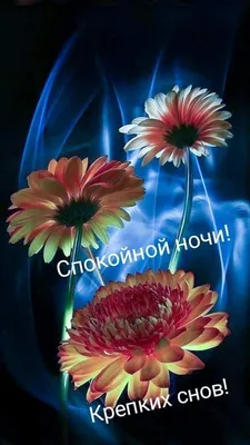 Н и к а (@nlka56)'s videos with оригинальный звук - Светлана | TikTok