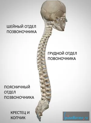 Мужской Позвоночник Человека 3d Иллюстрация — стоковые фотографии и другие  картинки Хребет - часть тела - Хребет - часть тела, Рентгеновский снимок,  Боль в пояснице - iStock