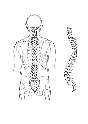 Картинки спина человека (50 фото) » Картинки, раскраски и трафареты для  всех - Klev.CLUB