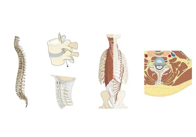 Картинки на тему #позвоночник - в Шедевруме