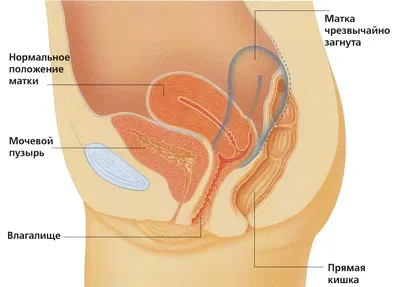 Мифы о зачатии детей: о вреде контрацепции, об устрицах для фертильности и  других заблуждениях