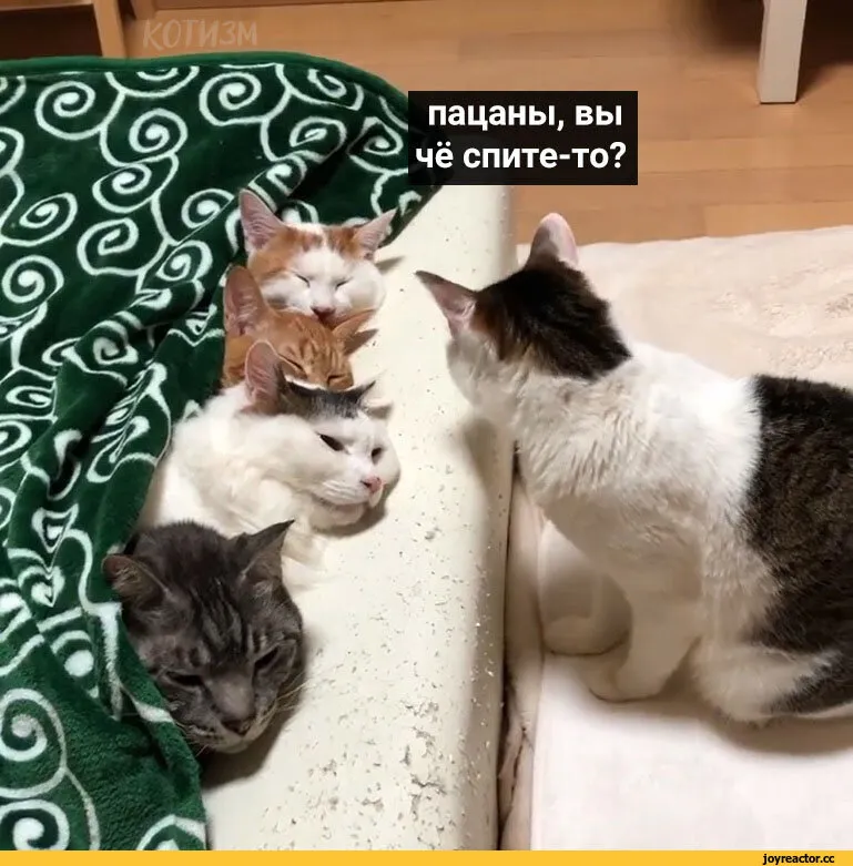 Тем временем мои коты. Наташа и кошки. Наташа вставай коты. Котизм фото.