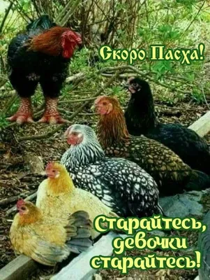 Приколы на Пасху (50 картинок)