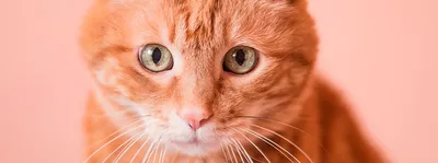 [77+] Прикольные картинки рыжих котов обои